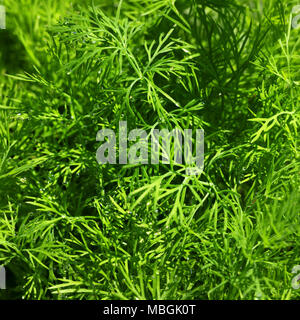 Les jeunes d'aneth (Anethum graveolens) de plus en plus à jour printemps soleil jardin Banque D'Images