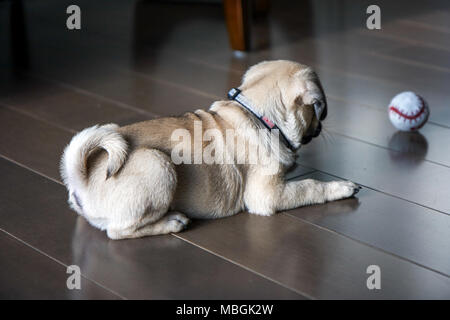Chiot Pug à regarder une balle Banque D'Images