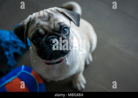 Chiot Pug regardant vers le haut Banque D'Images