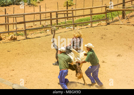 Oudtshoorn, Afrique du Sud - Dec 29, 2013 : les jeunes à l'équitation à l'autruche Cango Ostrich Farm Show pendant un tour. autruche populaire Oudtshoorn est célèbre pour les activités touristiques avec des autruches. Banque D'Images