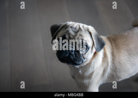 Adorable Chiot Pug regardant vers le haut Banque D'Images