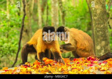 Tufter ou Brown singes capucins. Deux singes manger des fruits dans la forêt, Apella Cebus espèces vivant en Amérique du Sud, entre la Colombie et le Venezuela au sud de la forêt amazonienne. Banque D'Images