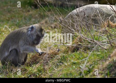 - Singe rhésus Macaca mulatta. Banque D'Images