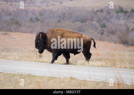 Un grand buffalo est de traverser la route dans les montagnes Witchita réserve faunique. Banque D'Images