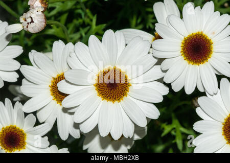 Marguerite Marguerite, Paris, daisy margarida Argyranthème Banque D'Images