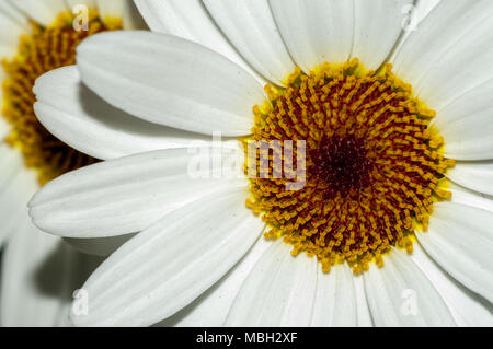 Marguerite Marguerite, Paris, daisy margarida Argyranthème Banque D'Images