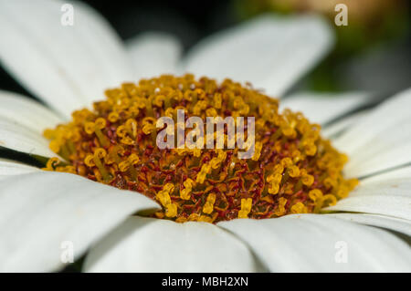 Marguerite Marguerite, Paris, daisy margarida Argyranthème Banque D'Images