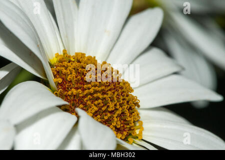 Marguerite Marguerite, Paris, daisy margarida Argyranthème Banque D'Images