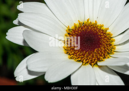 Marguerite Marguerite, Paris, daisy margarida Argyranthème Banque D'Images