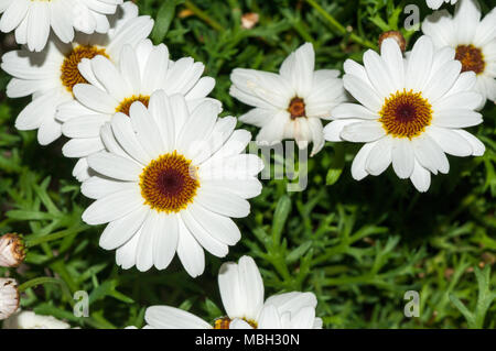 Marguerite Marguerite, Paris, daisy margarida Argyranthème Banque D'Images