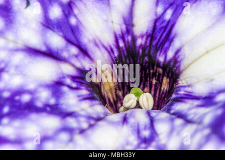 Pétunia pendula, surfinia petunia, Banque D'Images