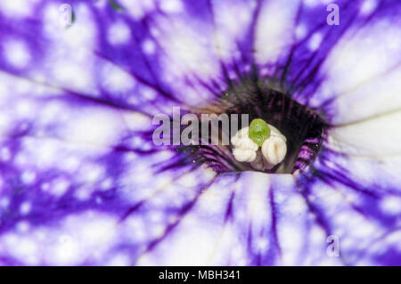 Pétunia pendula, surfinia petunia, Banque D'Images