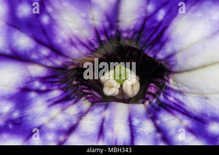 Pétunia pendula, surfinia petunia, Banque D'Images