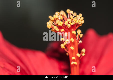 Hibiscus, Malvaceae, Hibiscus sp. Banque D'Images