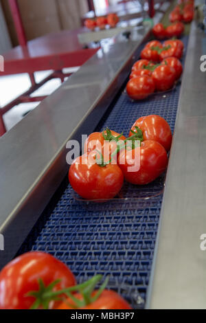 Ligne de triage et d'emballage de produits frais tomates rouges mûres sur vigne en néerlandais, à effet de l'agriculture bio Banque D'Images