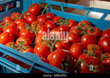 Ligne de triage et d'emballage de produits frais tomates rouges mûres sur vigne en néerlandais, à effet de l'agriculture bio Banque D'Images