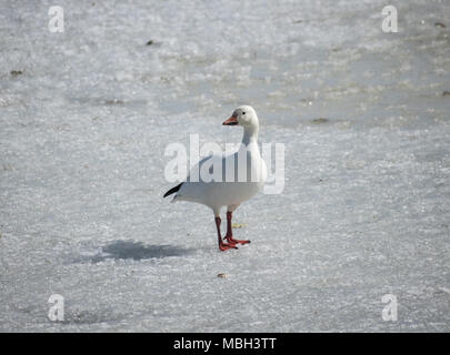 oiseau blanc sur glace Banque D'Images