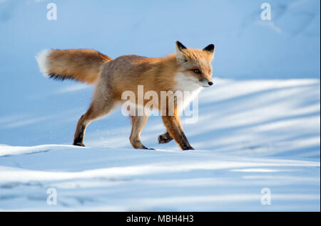 Un renard roux promenades le long sur la neige