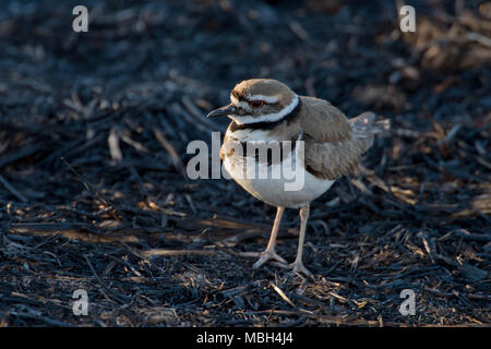 Le Pluvier kildir (Charadrius vociferus), Bosque del Apache National Wildlife Refuge, Nouveau Mexique, USA. Banque D'Images