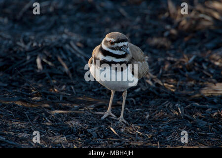 Le Pluvier kildir (Charadrius vociferus), Bosque del Apache National Wildlife Refuge, Nouveau Mexique, USA. Banque D'Images