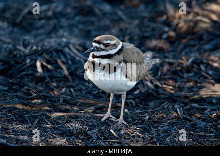 Le Pluvier kildir (Charadrius vociferus), Bosque del Apache National Wildlife Refuge, Nouveau Mexique, USA. Banque D'Images