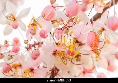 Beaucoup Cassia bakeriana Craib flower Banque D'Images