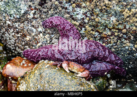 Un petit crabe et une étoile de l'ocre (Pisaster ochraceus) également connu sous le nom de l'étoile de mer pourpre à Whytecliff park, British Columbia, Canada Banque D'Images