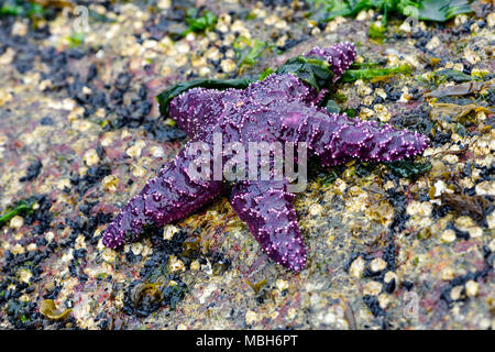 Starfish Pisaster ochraceus (ocre) également connu sous le nom de l'étoile de mer pourpre à Whytecliff park, British Columbia, Canada Banque D'Images