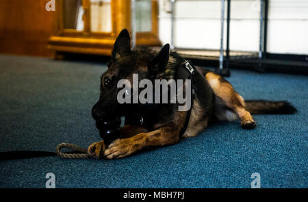 Viba, 18e Escadron des Forces de sécurité de chien de travail militaire, joue avec un jouet kong après le succès de la formation à la détection de Kadena centre pour adolescents le 5 avril 2018, à Kadena Air Base, au Japon. Le MWDs servir leur Maître et de leur pays, de la formation au maintien de la compétence. Banque D'Images