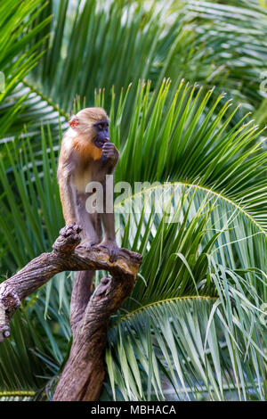 Un bébé babouin Mandrill s'amuser au zoo Banque D'Images