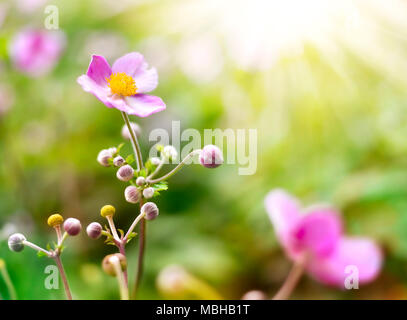 Anemone hupehensis ou dé à la lutte contre les mauvaises herbes dans la lumière du soleil. Fleurs d'automne, fleurs roses avec focus sélectif et l'arrière-plan flou. Banque D'Images