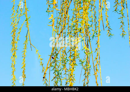 Image de saule vert contre le ciel bleu Banque D'Images