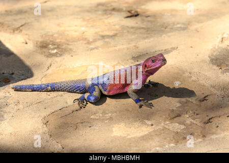 La télévision à Mwanza dirigé ou le rock Agama agama Spider-Man, en raison de sa coloration, est un lézard de la famille des Agamidae, trouvés en Afrique de l'Est. Banque D'Images