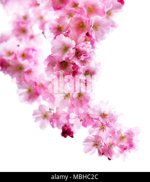 Cherry Blossom branch, isolé sur fond blanc. Les fleurs de cerisier Rose romantique, blooming cherry tree ou succursale. Banque D'Images