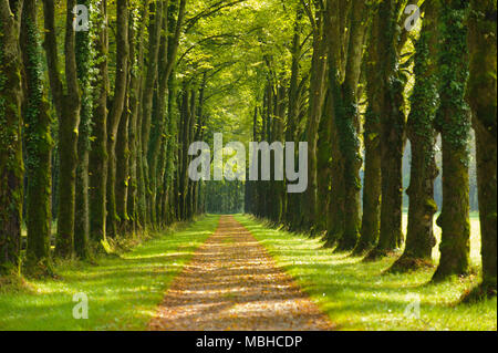 Avenue avec de beaux tilleuls et sentier Banque D'Images