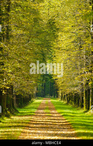 Avenue avec de beaux tilleuls et sentier Banque D'Images