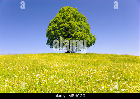 Seul Gros linden tree in field with perfect treetop Banque D'Images