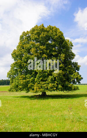 Seul Gros linden tree in field with perfect treetop Banque D'Images