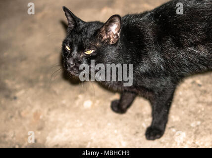 Un chat noir donnant une expression mal en colère. Banque D'Images