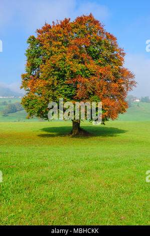 Single big beech tree in field with perfect treetop Banque D'Images