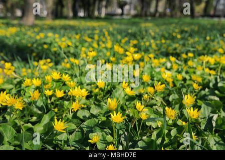 Aconit d'hiver, Eranthis Hiemalis in park Banque D'Images