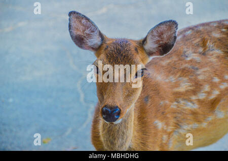 Deer looking at you Banque D'Images