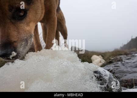 Ilkley Moor, West Yorkshire, Royaume-Uni. 10 avril 2018. Chien curieux étudie des piles d'amasser de la mousse sur les Maures après la pluie torrentielle - quelles sont les causes il à construire et les bulles de ne pas éclater ? Rebecca Cole/Alamy Live News Banque D'Images