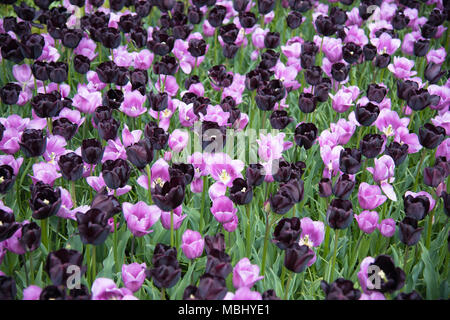 Le mauve et le noir dans un champ de tulipes Banque D'Images