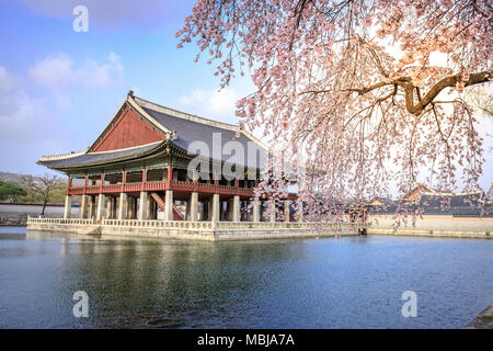 Gyeongbokgung palace avec cherry blossom tree au printemps dans la ville de Séoul Banque D'Images