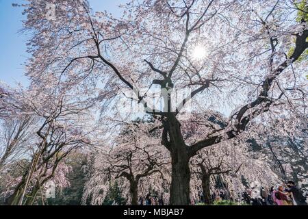 Shinjuku, Tokyo, Japon. 25 mars, 2018. Les fleurs de cerisier en pleine floraison à Shinjuku Gyoen. Banque D'Images