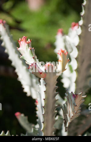 Libre d'un Cactus Rose Ghost avec conseils sur un matin ensoleillé. Banque D'Images