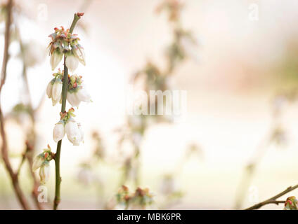 Plants de bleuets juste mettre des fleurs Banque D'Images