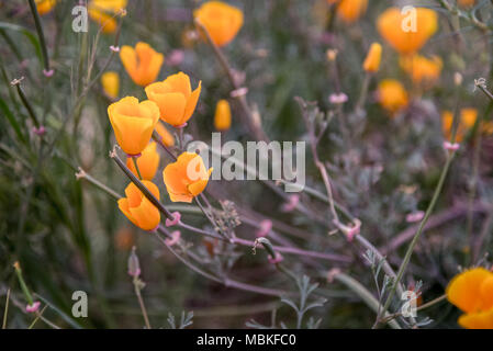 La floraison des fleurs sauvages à flanc de montagne au printemps Banque D'Images