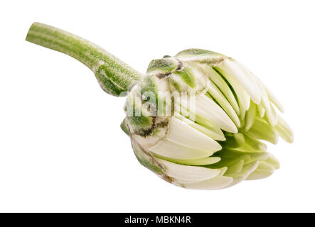 Daisy flower (camomille, marguerite, camomille) isolé sur fond blanc avec clipping path Banque D'Images